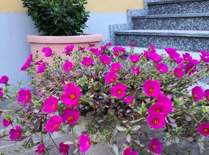 Pensión La Casa Di Tino Fontanellato